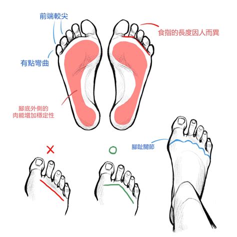 抱東西畫法|手指・腳趾基礎構造解說！帶著你理解手與腳的繪圖教學